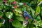 Mauritius grey white eye bird, zosterops mauritianus, Surinam, Mauritius