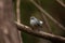 Mauritius grey white eye Zosterops mauritianus