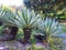 Mauritius Hemp, Furcraea foetida, Succulents.