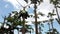 Mauritius. papaya plantation, many trees with papaya