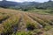 Mauritius. Plantations of pineapples.