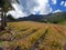 Mauritius. Plantations of pineapples in a hilly terrain.Landscape in a sunny day