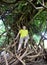 Mauritius. teenager sits on stranding of large wood roots