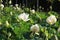 Mauritius. White lotuses in Pamplemousses Botanical Garden.