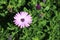 Mauve African Daisy