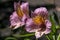 Mauve alstroemeria or peruvian lily flowers