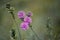 Mauve Australian native myrtle Kunzea capitata flowers