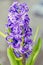 Mauve blue Hyacinthus orientalis, garden hyacinth flowers, bulbs