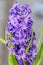 Mauve blue Hyacinthus orientalis, garden hyacinth flowers, bulbs