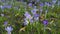 Mauve, extremist violet coloured crocuses, flower carpet on meadow