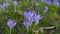 Mauve, extremist violet coloured crocuses, flower carpet on meadow