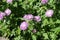 Mauve flower heads of Centaurea dealbata