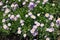 Mauve flower heads of Erigeron speciosus