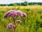 Mauve flower heads of hemp-agrimony from close