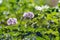 Mauve flower of a potato on a vegetable plantation in a kitchen garden.