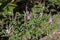 Mauve flower stems of a Indigofera australis or Australian Indigo bush