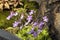 Mauve flowering butterwort pinguicula emarginata