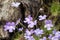 Mauve flowering pinguicula emarginata a butterwort plant native to mexico
