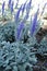 Mauve flowering spikes of Veronica incana