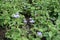 Mauve flowers of Ageratum houstonianum