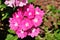 Mauve flowers among the gravel and green leaves