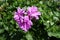 Mauve flowers of ivy-leaved pelargonium