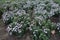 Mauve flowers of Michaelmas daisies