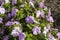 Mauve flowers of a sunpatiens plant impatiens hawkeri