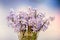 Mauve Hyacinthus orientalis flowers (common hyacinth, garden hyacinth or Dutch hyacinth) in a transparent vase, close up