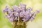 Mauve Hyacinthus orientalis flowers (common hyacinth, garden hyacinth or Dutch hyacinth) in a transparent vase, close up