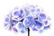 Mauve Hydrangea Flower Isolated