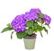 Mauve Hydrangea flowers in a green flowerpot, hortensia close up