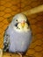 Mauve Opaline budgie