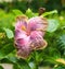 Mauve Pink body yellow edges ruffled hybrid hibiscus flower