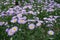 Mauve ray florets surrounding yellow disc florets of aspen fleabane