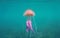 Mauve stinger jellyfish Pelagia noctiluca