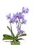 Mauve violet with red spots orchid close up branch flowers