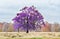 Mauve violet tree in autumn time, outdoor park