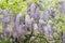 Mauve Wisteria sinensis (Chinese wisteria), Glicina tree flowers, close up