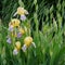 Mauve And Yellow Gladiolas In Bloom