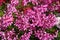 Mauvish pink flowers of ivy-leaved pelargonium