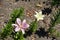 Mauvish pink and white flowers of lily