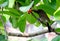 Mavis bird eating fruit. Food for survival