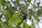 mavis bird searching for food on tree
