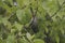 mavis bird about to fly from tree