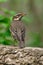 A mavis sits on a branch of a bush