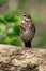 A mavis sits on a branch of a bush