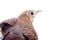 Mavis, Turdus philomelos, closeup portrait