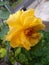 Mawar Kuning / Yellow Rose