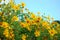 Maxican sunflower